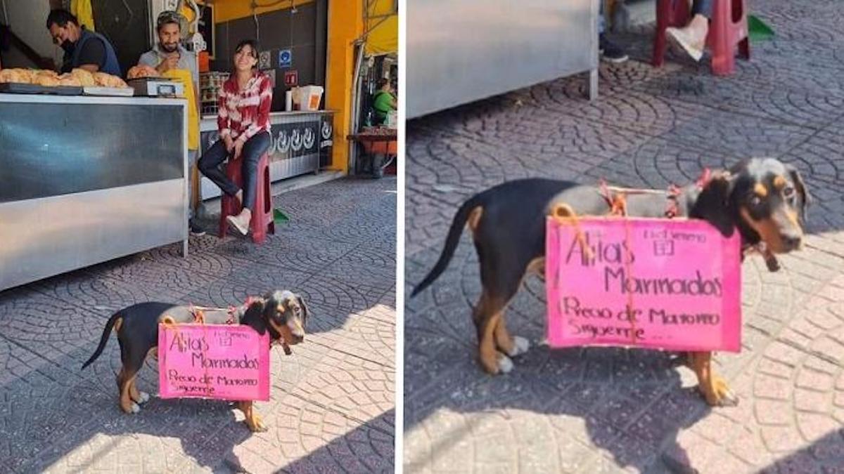 Un chien porte sur son dos une pancarte faisant la promotion du magasin de ses maîtres