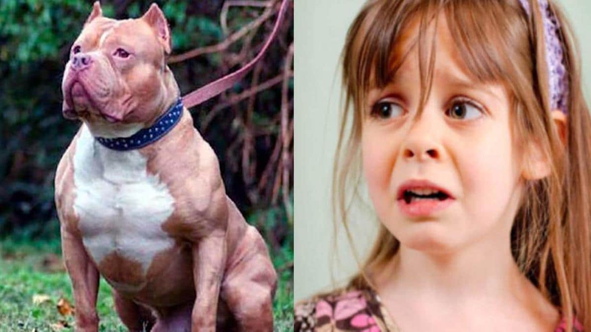 Vidéo: Un chien qui accompagnait une fillette pour dormir tous les jours, meurt le jour de son 5è anniversaire