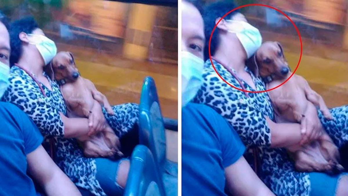 Un chien qui dort dans les bras d'une femme dans un bus rend tout le monde amoureux
