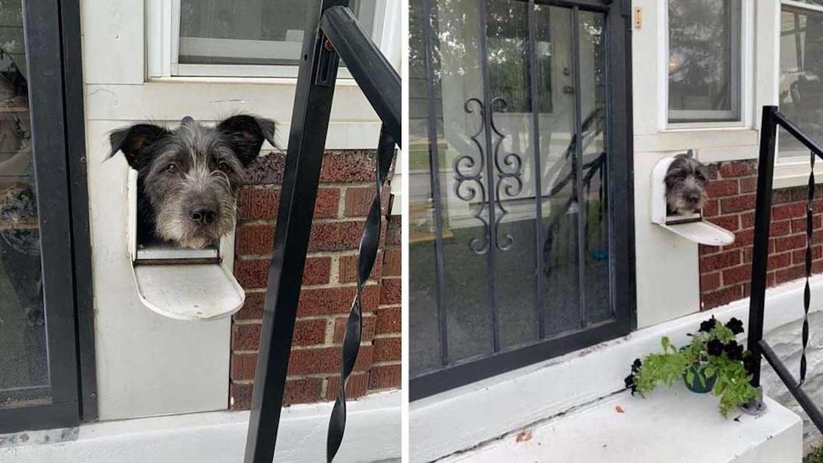 Un chien réalise que la boîte aux lettres est le moyen idéal pour saluer le voisinage, il est trop fort