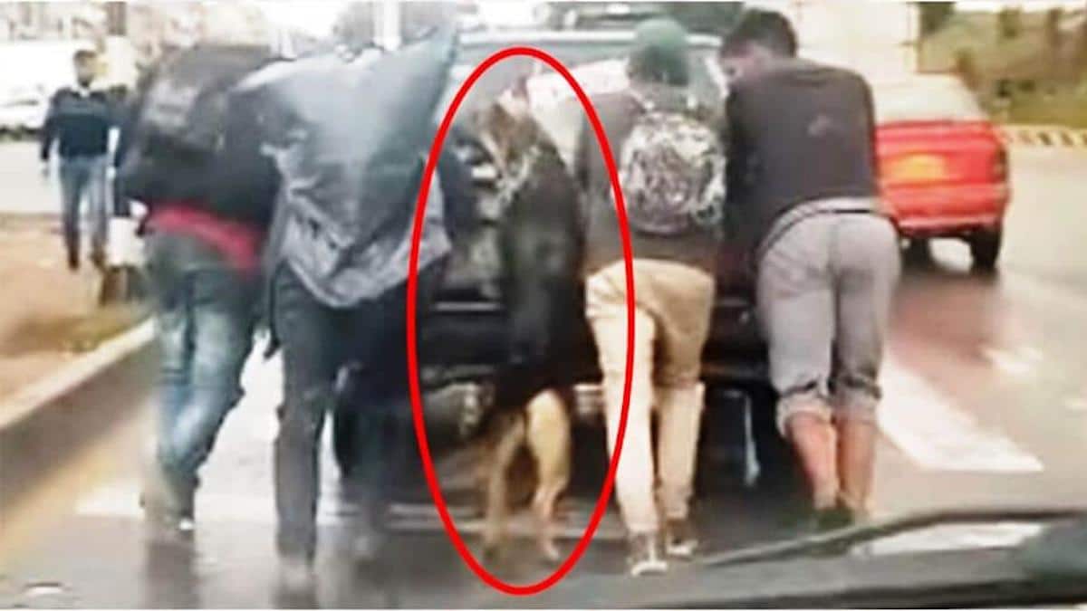 Vidéo: Un chien solidaire a aidé à pousser la voiture en panne de son maître