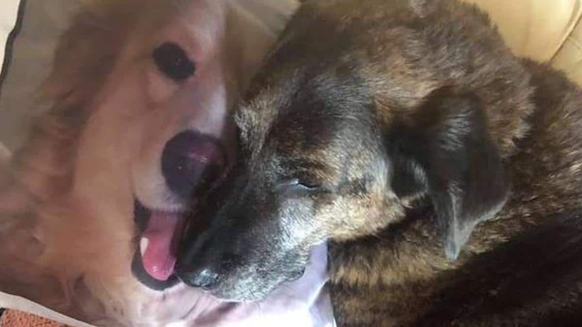 Un chien trouve du réconfort dans un oreiller avec le visage de son meilleur ami "décédé" (photos poignantes)