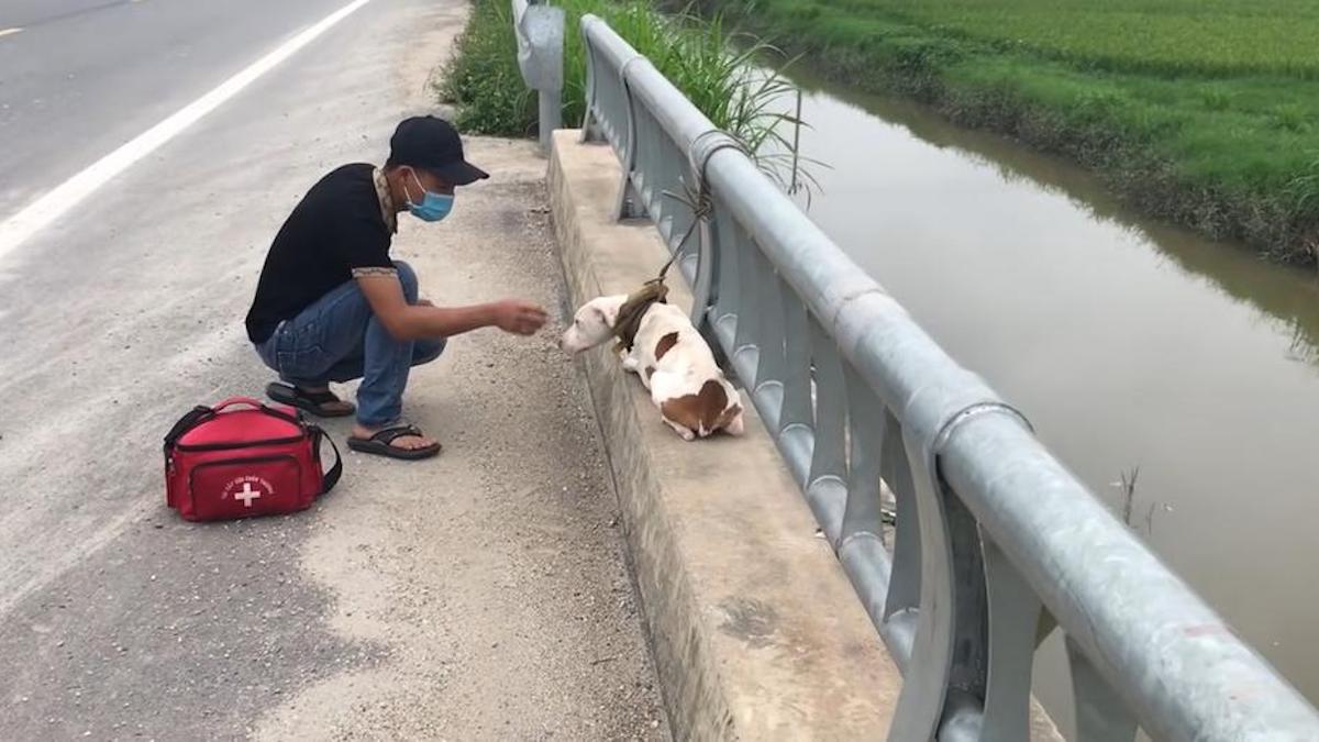Un chiot abandonné attaché à un pont est sauvé et apprend à faire confiance à nouveau...