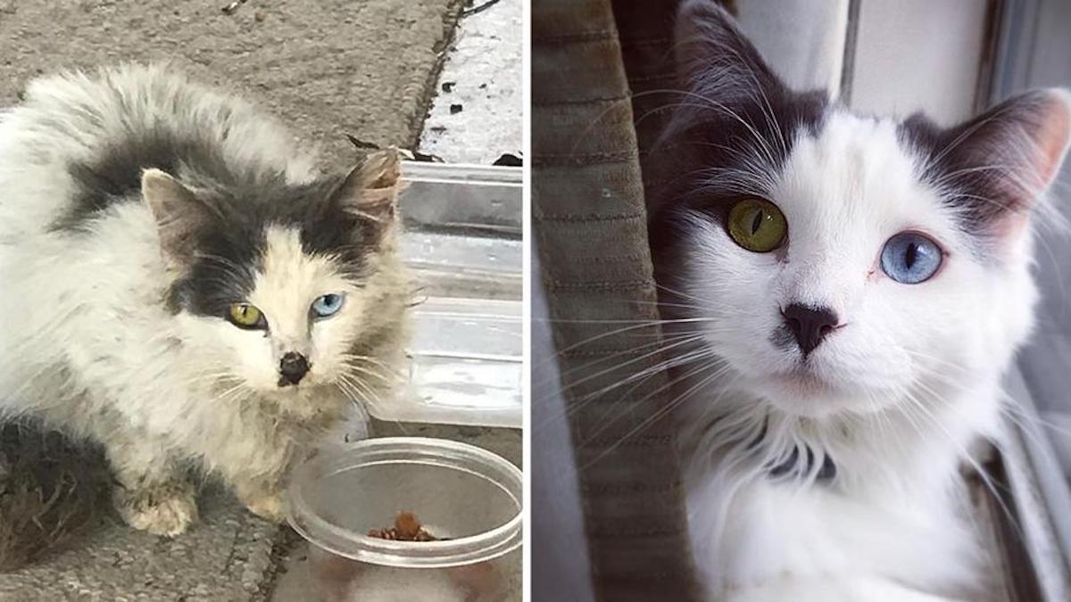 Un couple sauve une chatte aux yeux magnifiques et change sa vie pour toujours