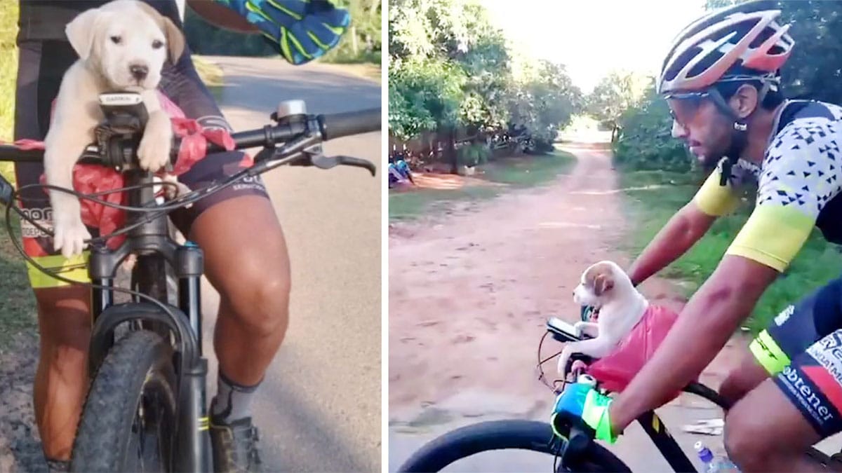 Un cycliste voit un chiot sur le bord de la route, sa vie est changée à jamais