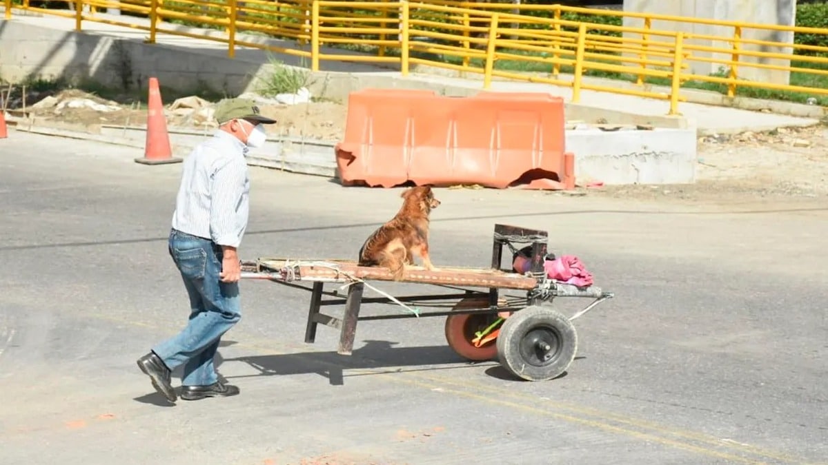 Un homme âgé emmène son chien dans une brouette pour l'accompagner au travail