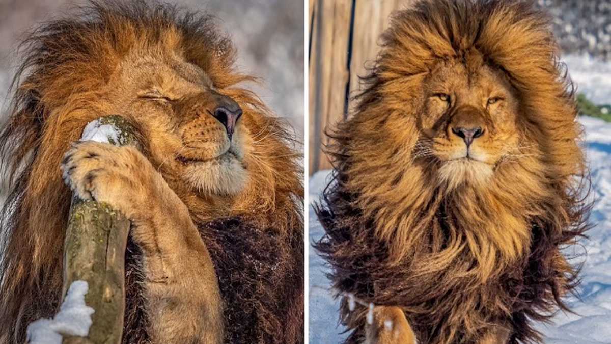 Un homme photographie un lion qui semble tout droit sorti d'un salon de coiffure