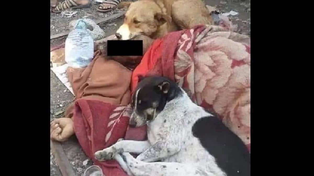 Un homme qui nourrissait ses chiens quotidiennement meurt, ils sont restés à ses côtés le serrant dans leurs pattes jusqu'à l'aube