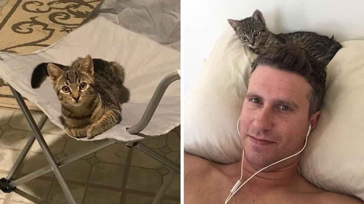 Un homme rentre chez lui et trouve un chat errant assis sur sa chaise, magnifiques photos