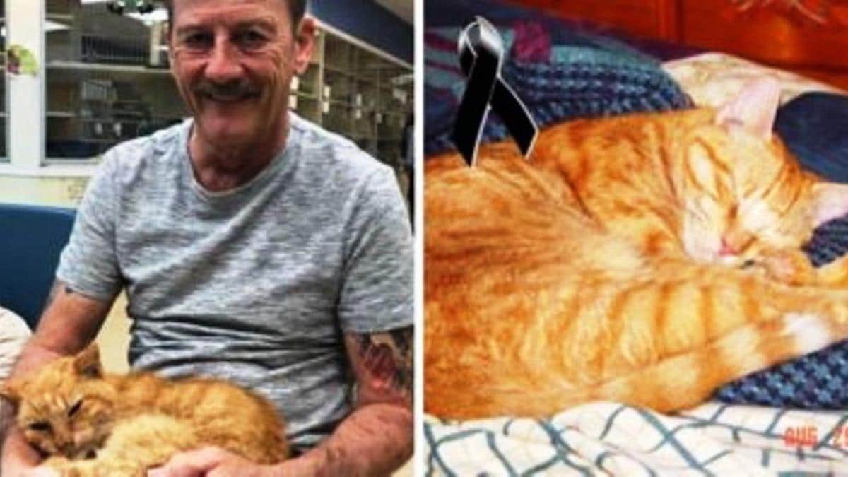 Un homme retrouve son Chat adoré disparu depuis 14 ans, mais seulement pour lui dire au revoir une dernière fois