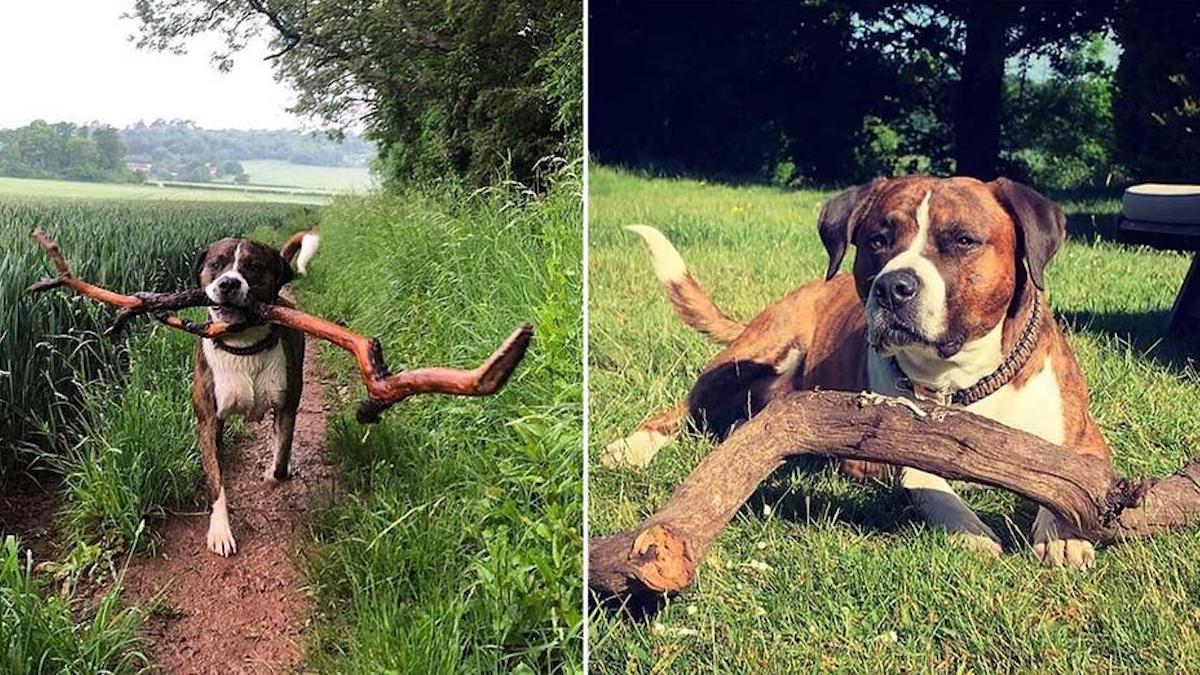 Un homme sauve un chien, celui-ci le remercie en apportant les plus gros bâtons, photos touchantes !
