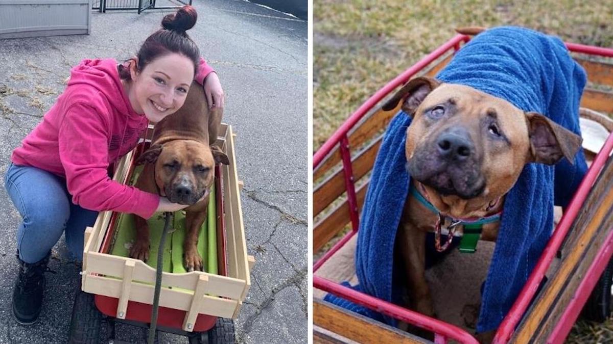 Un jeune femme adapte une charrette pour transporter son chien secouru, magnifique !