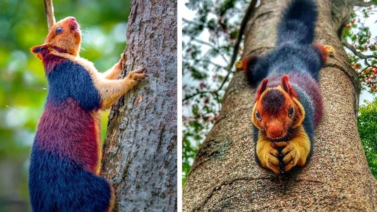 Un photographe a pris de magnifiques photos d'une espèce d'écureuils colorés géants qui sont sublimes