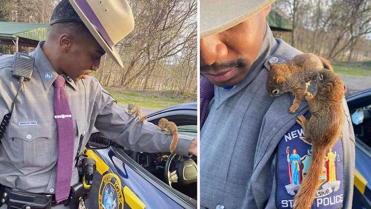 Un policier voit des bébés écureuils sur la route et finit par se lier d'amitié avec eux