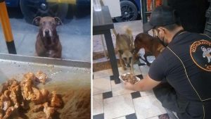 Un restaurateur donne de la nourriture gratuite à chaque chien errant qui lui rend visite