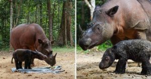 Un Rhinocéros de Sumatra accouche d'un bébé après 8 avortements, sublimes photos