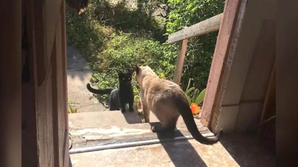 Une chatte demande au chat d'une famille la permission de la laisser entrer pour accoucher