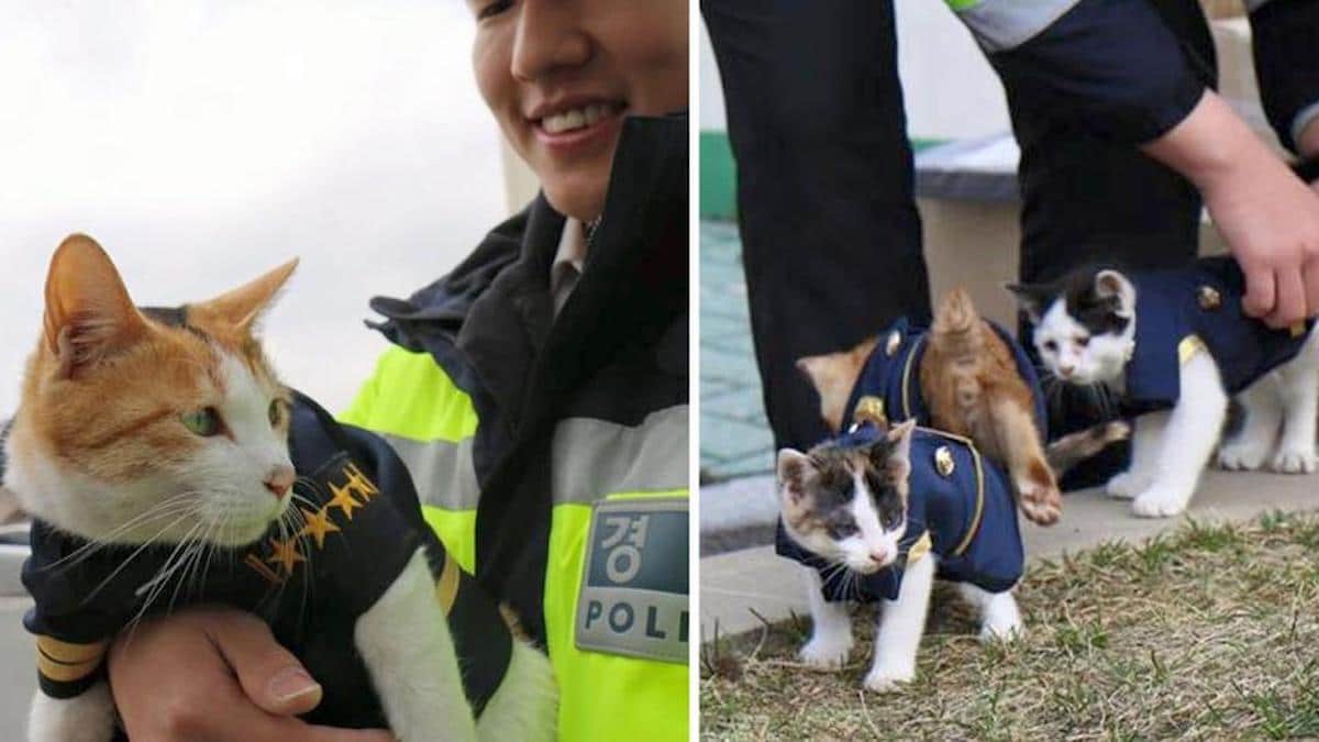 Une chatte enceinte entre dans un poste de police et devient membre des forces de l'ordre