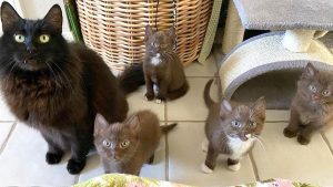 Une chatte et ses 4 chatons bruns trouvent une adorable famille pour les aider