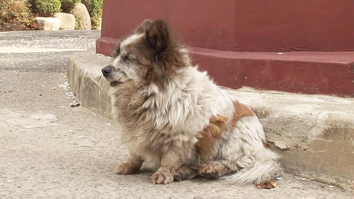 Une chienne a vieilli en attendant le retour de son maître, (vidéo poignante)