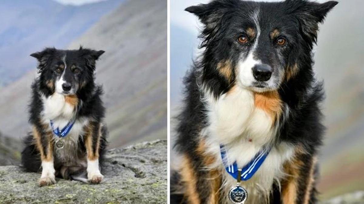 Une chienne de montagne reçoit un prix pour plus de 200 sauvetages en 11 ans de service