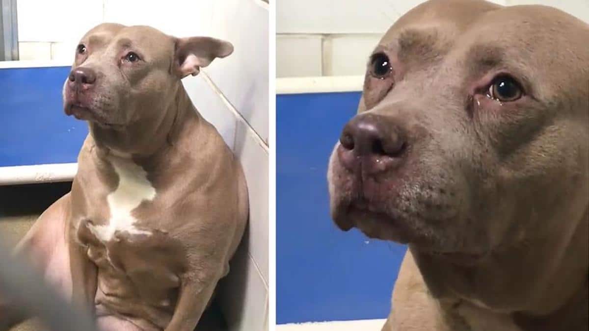 Une chienne Pitbull pleure de tristesse lorsque ses bébés lui sont enlevés et abandonnés dans un refuge