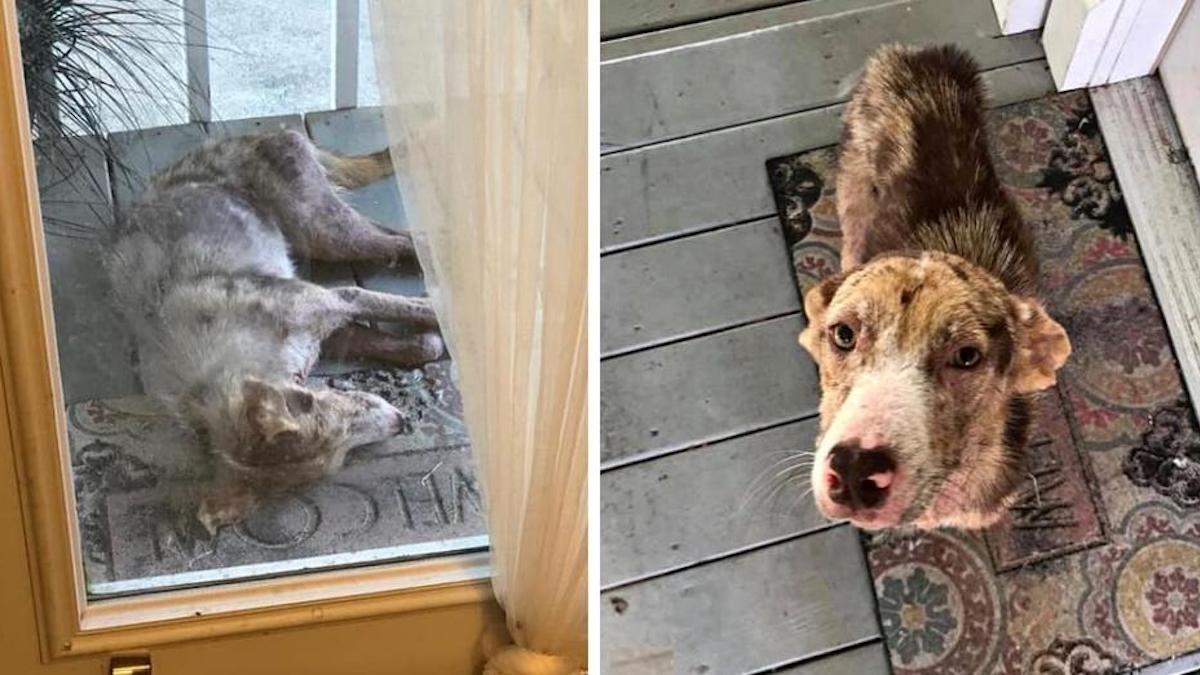 Une chienne se couche à la porte d'une maison familiale et supplie une opportunité avec ses yeux