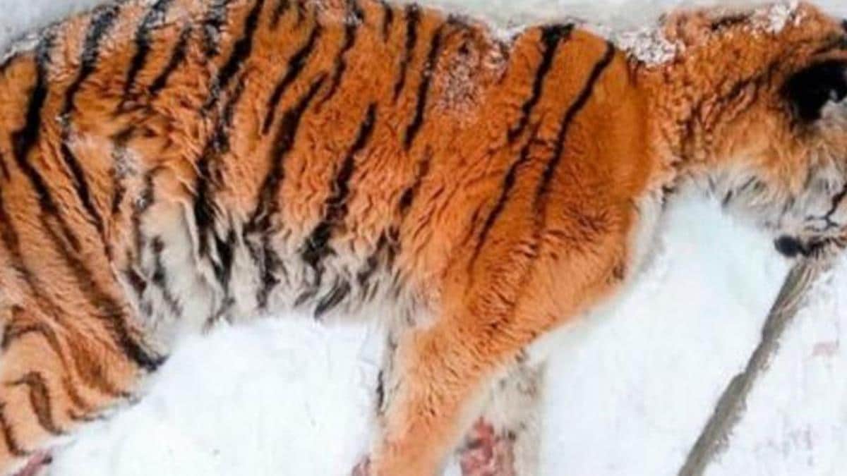 Une douleur atroce a poussé un tigre affamé à sortir de son habitat en suppliant l'aide humaine