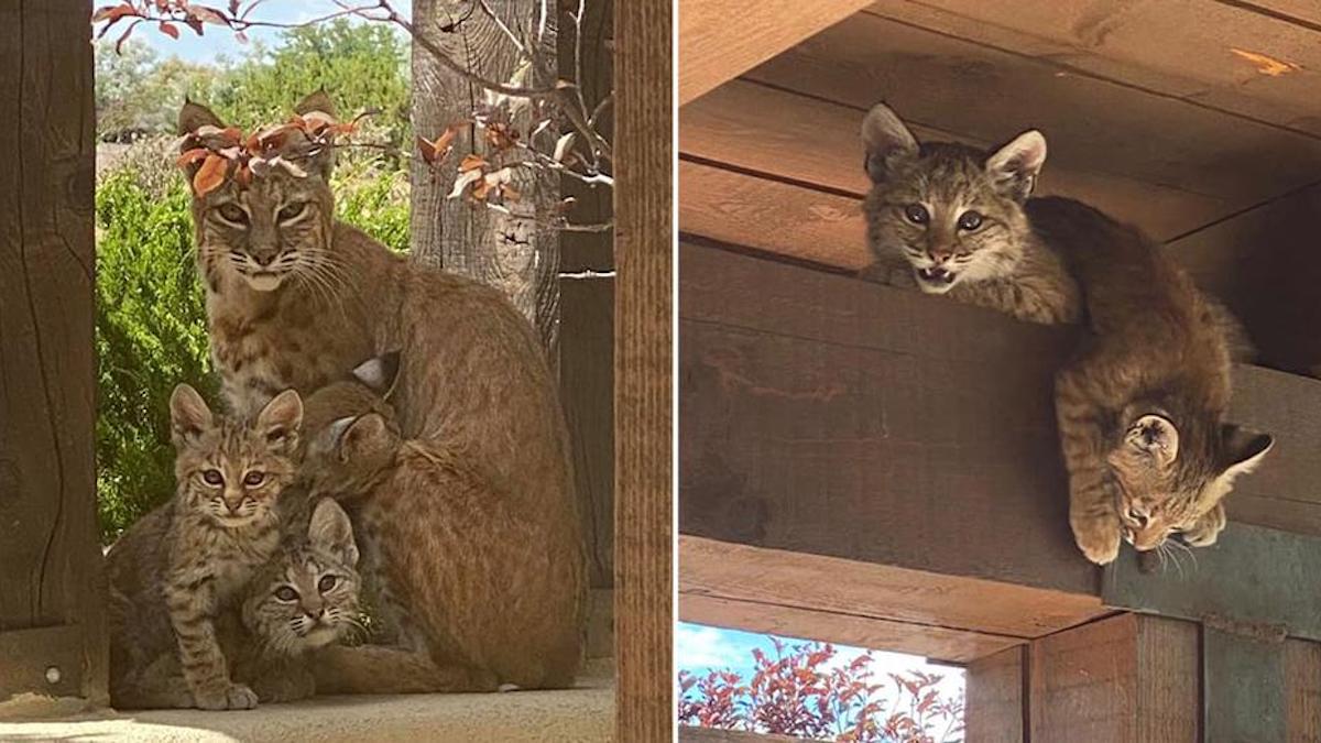 Une femme capture en photos une famille de lynx roux se relaxant sous son porche