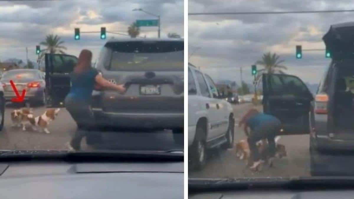 Une femme filmée en talons hauts pour arrêter la circulation afin de sauver des chiens