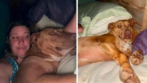 Une femme se réveille pour trouver un chien inconnu dormant dans son lit