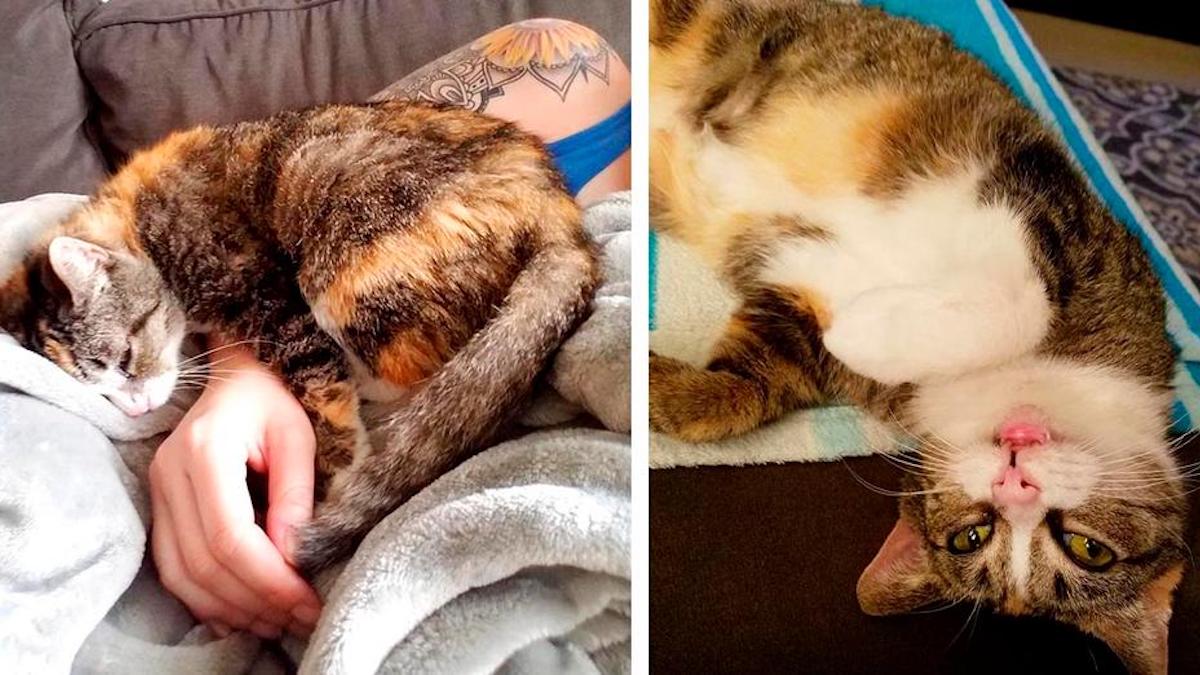 Une femme veut adopter le chat resté le plus longtemps au refuge et trouve une chatte sourde qui l'attend