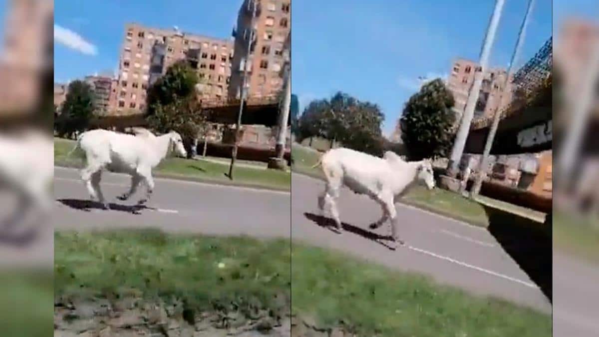 Une vache qui allait à l'abattoir parvient à s'échapper et court dans les rues de la ville