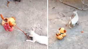 Vidéo : Ils offrent à leur chiot un chien jouet et maintenant il le promène en laisse