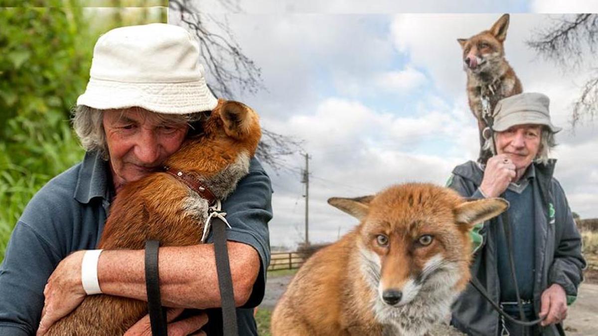 Vidéo : ils ont sauvé la vie des renards et ils ne se quittent plus