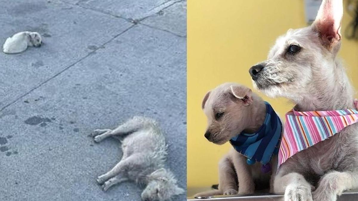 Vidéo : Ils ont sauvé une chienne et son chiot de la rue et ont changé leur vie pour toujours