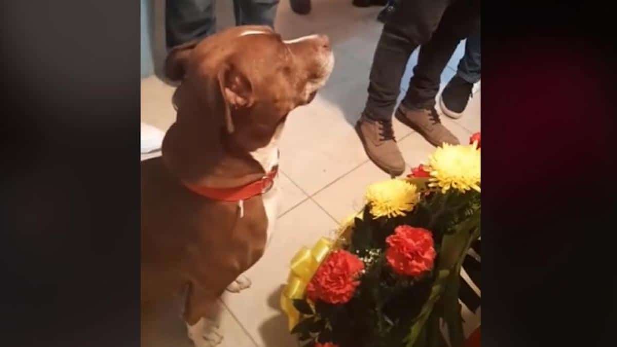 Vidéo : "Le plus triste des adieux", voici comment un chien a dit au revoir à son maître lors d'un enterrement