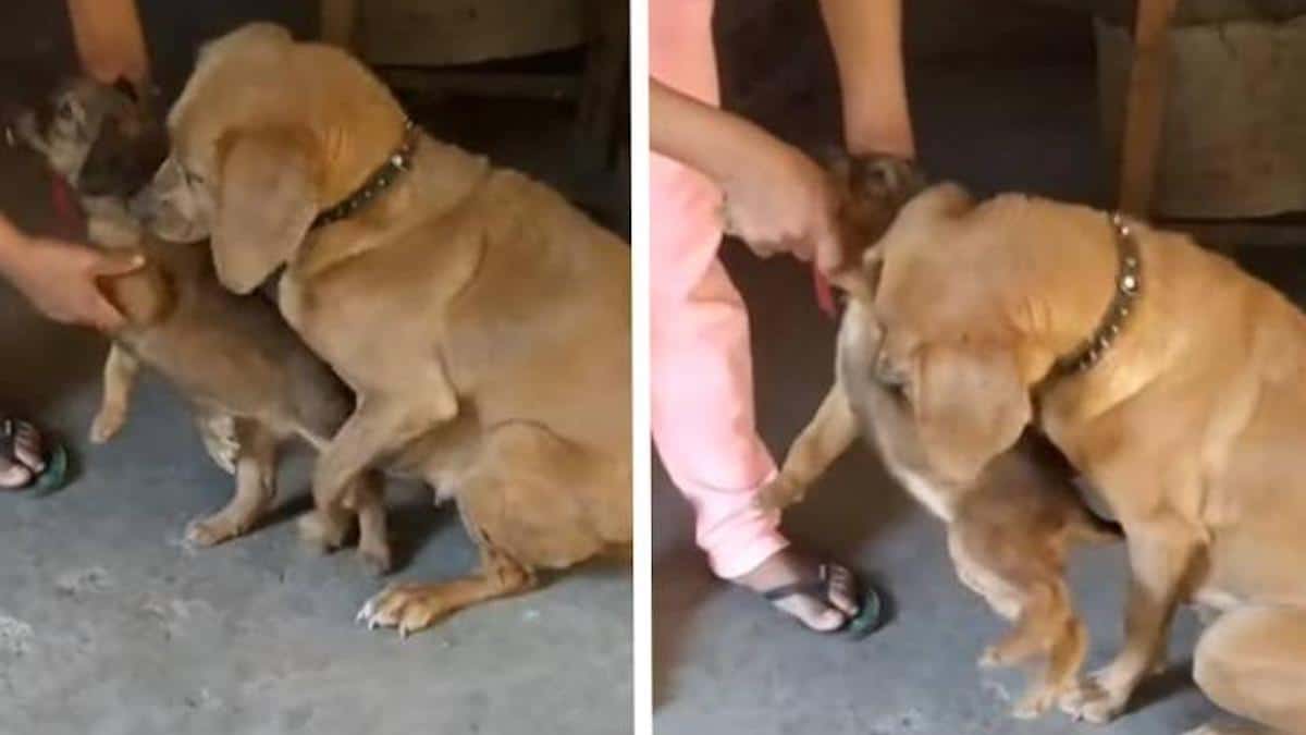 Vidéo poignante : Cette chienne s'accroche à son chiot de peur qu'il ne lui soit enlevé