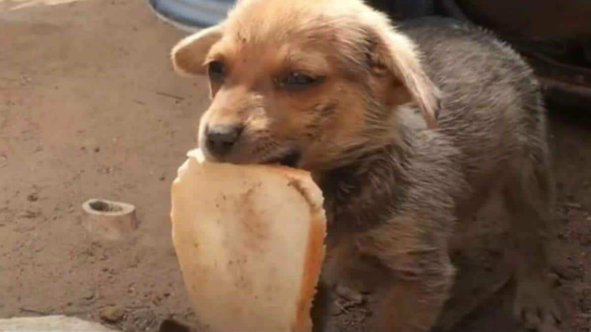 Vidéo poignante : Un chien abandonné partage sa tranche de pain avec les sauveteurs