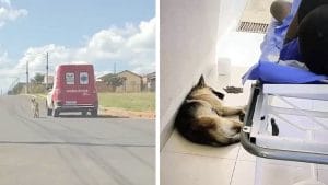 Vidéo poignante : Un chien fidèle refuse de quitter son ami qui est emmené à l'hôpital