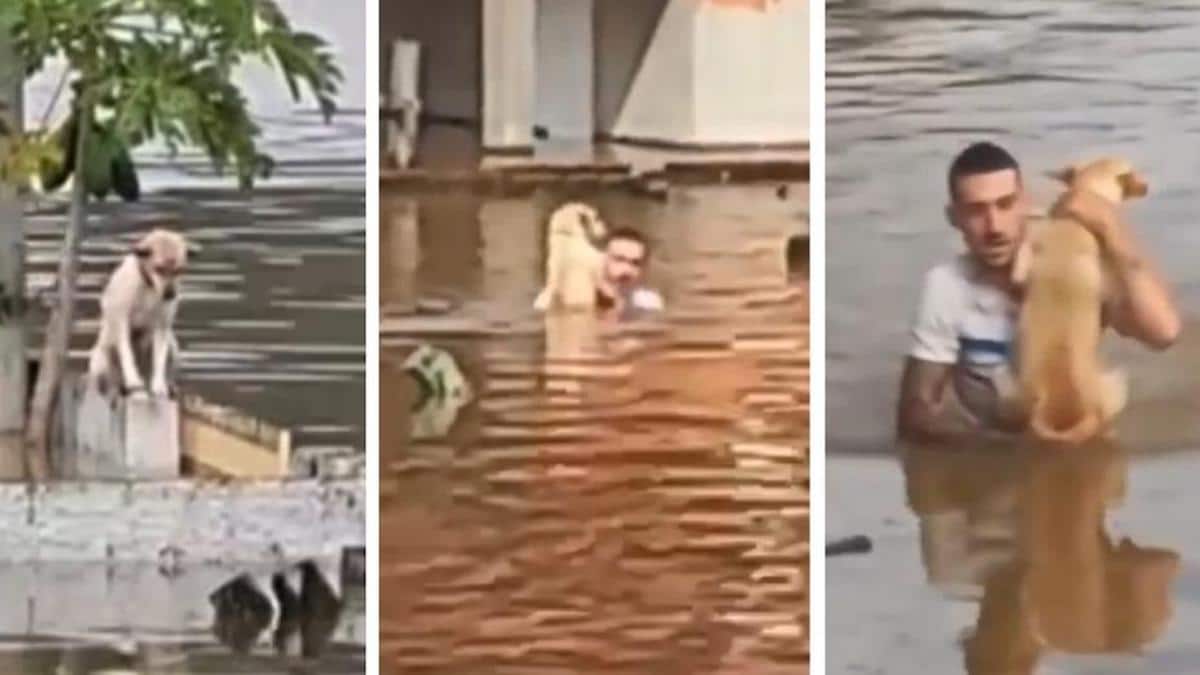 Vidéo poignante : Un homme saute dans l'eau pour sauver un chien abandonné dans "l'eau"