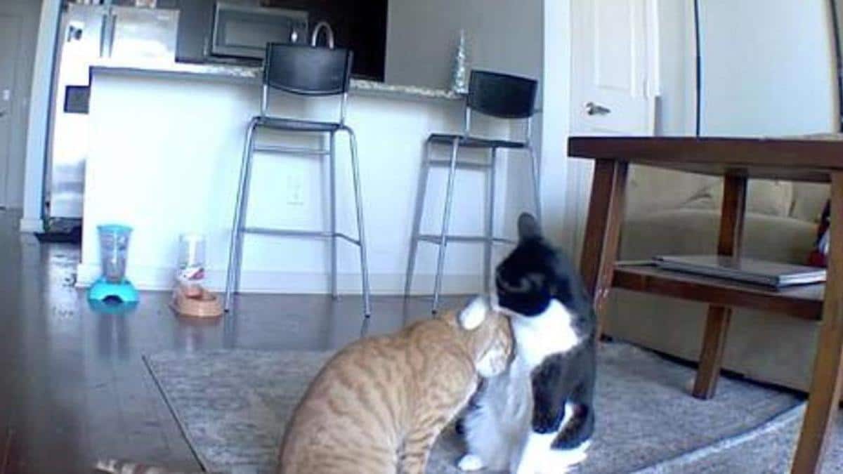 Vidéo : Un chat est filmé en train de réconforter son petit frère anxieux alors qu'ils étaient seuls à la maison