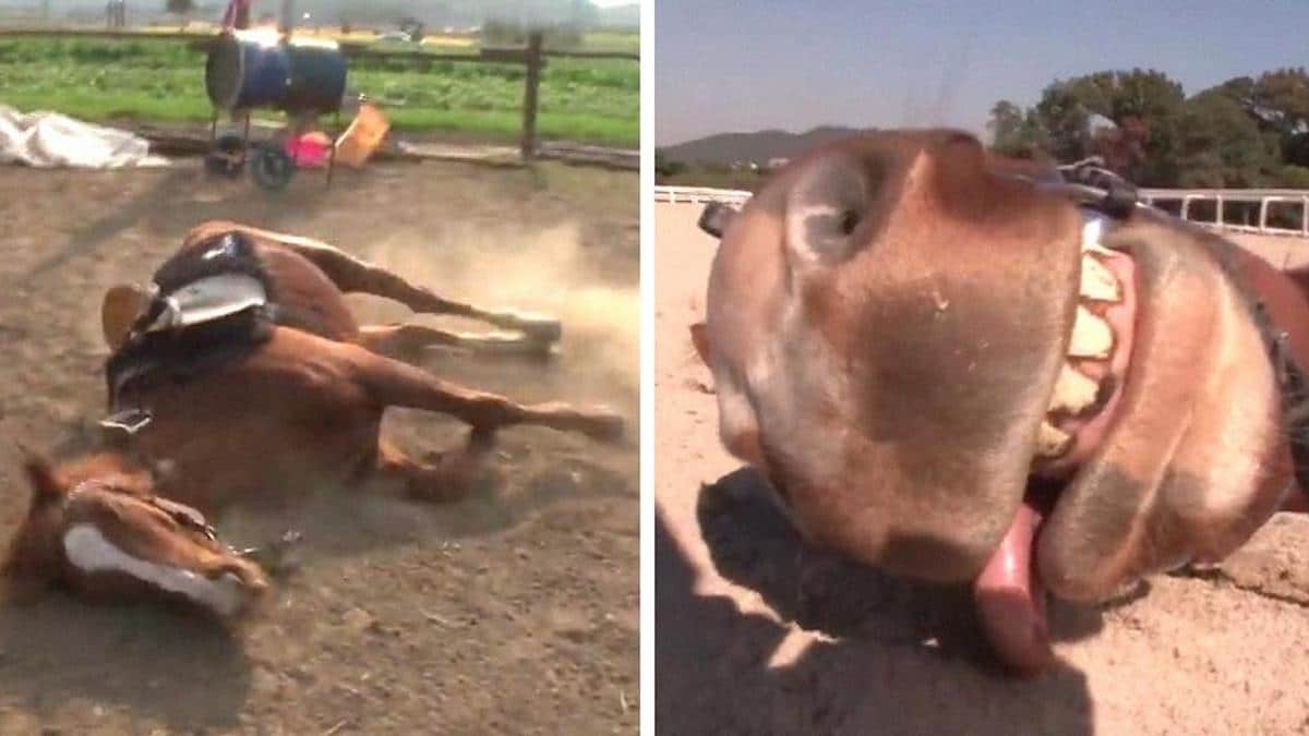 Vidéo : un cheval dramatique fait le mort à chaque fois que quelqu'un essaie de le monter