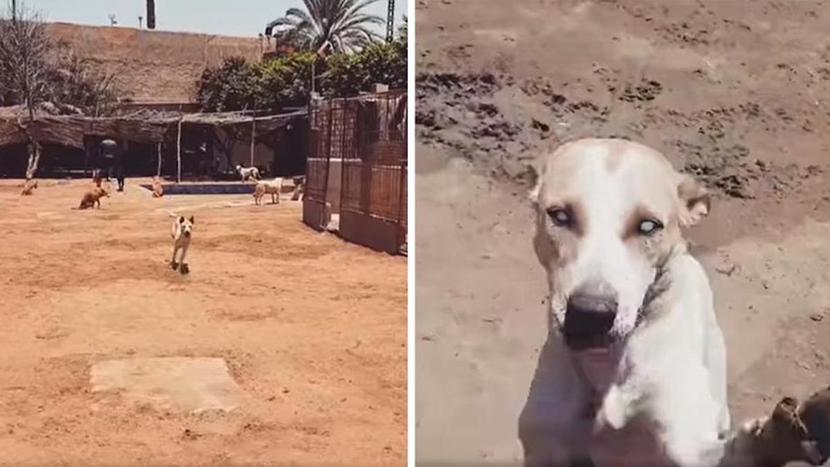 Vidéo: Un chien de refuge "aveugle" court toujours lorsqu'il entend la voix de son meilleur ami