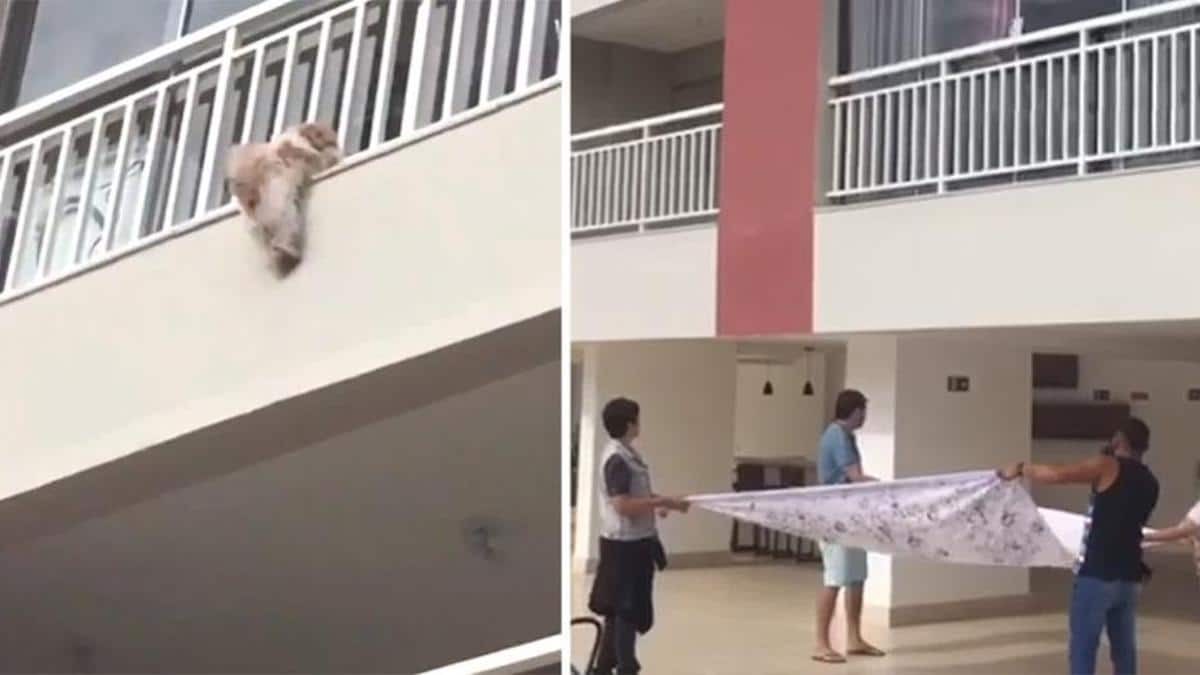 Vidéo : un chien désespéré par le bruit de la pyrotechnie tombe du 4ème étage, les voisins se rassemblent pour l'attraper