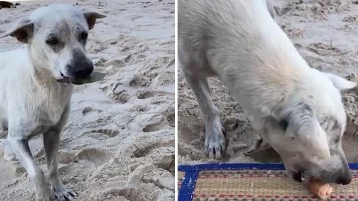 Vidéo: Un chien errant a demandé de la nourriture avec une feuille comme s'il voulait payer la commande