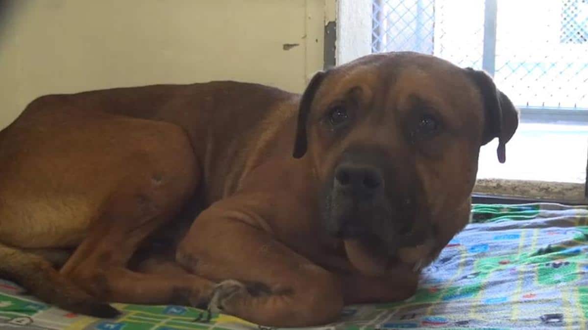 Vidéo : Un chien est triste de réaliser qu'il a été laissé dans un refuge et séparé de son frère