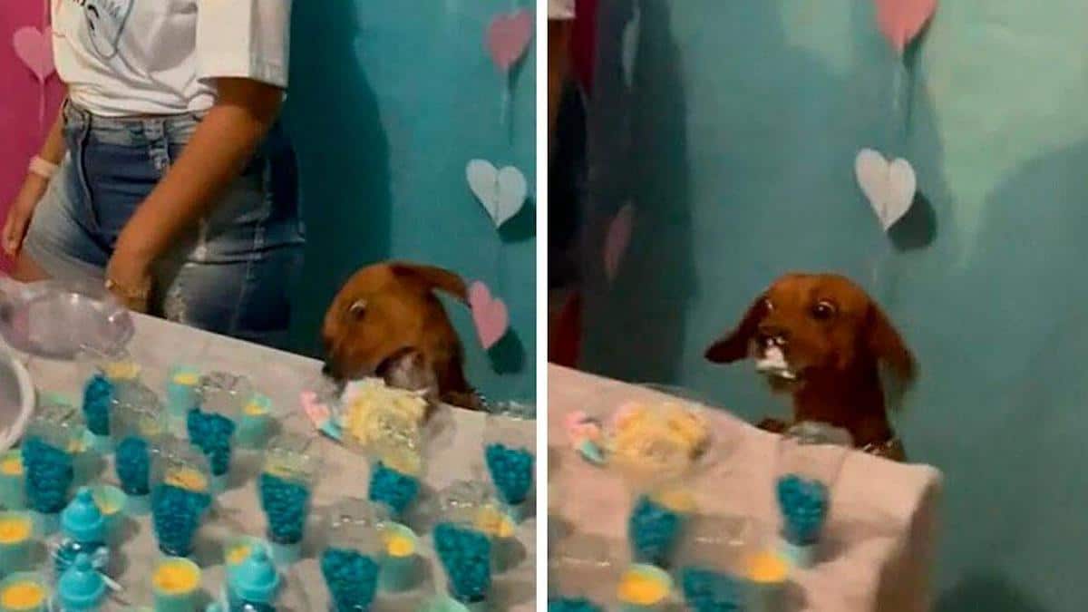 Vidéo : Un chien mange un gâteau de fête révélant son sexe et attire l'attention