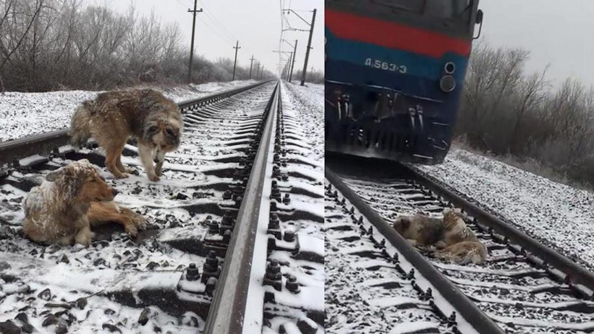VIDÉO : Un chien protège son compagnon blessé avant qu'un train l'écrase