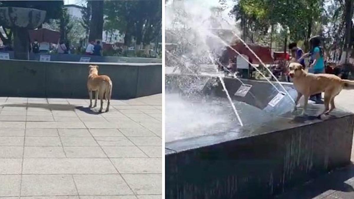 Vidéo: Un chien qui aime l'eau attend patiemment que la fontaine s'allume
